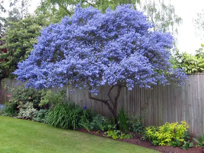 4 plantes pour avoir de l’ombre dans son jardin