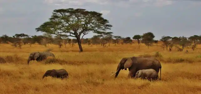 Quelle est la meilleure saison pour partir en Tanzanie ?